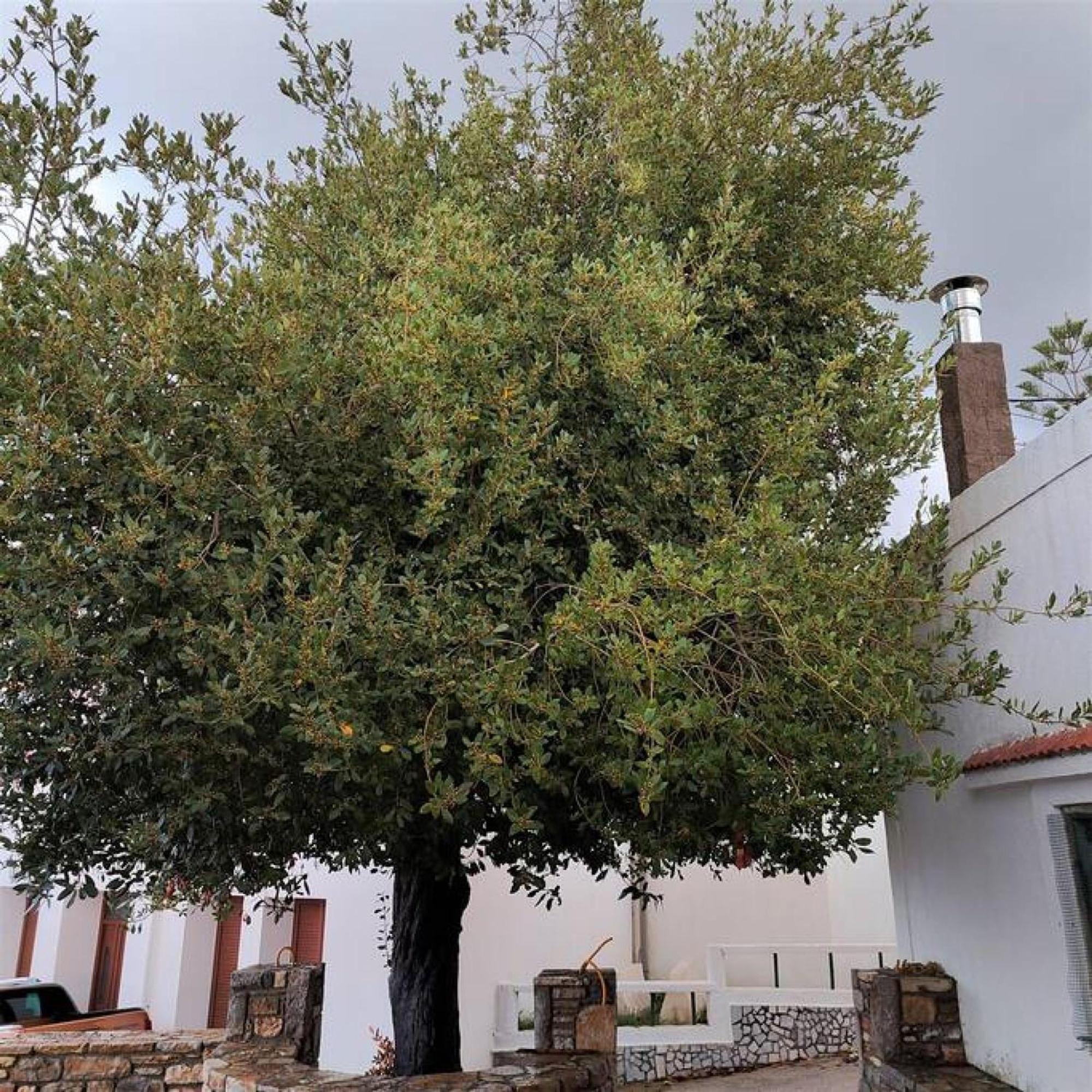 Laurel Lk Houses In Kritinia Rhodes エクステリア 写真